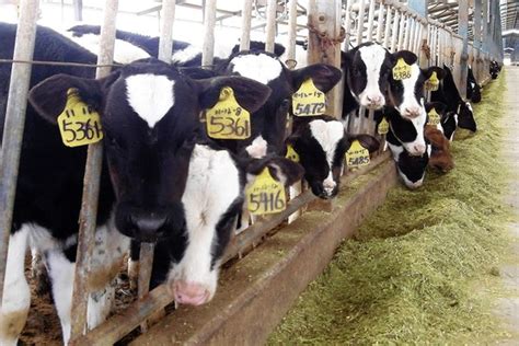 are there dairy cows in china